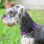 Joytale Reflective Dog Collar, Adjustable Neoprene Padded, Purple M - Image 2