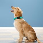 Reflective Dog Collar, Adjustable Soft Neoprene Padded,Teal,M - Image 2
