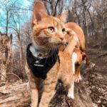 rabbitgoo Cat Harness and Leash Set, Escape Proof Vest, Black - Image 5