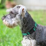 Joytale Reflective Dog Collar, Adjustable Neoprene Padded, Teal M - Image 2
