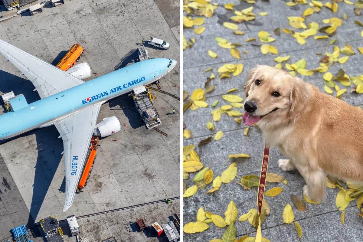 Passenger Horrified As Dog Found Dead After Flight—Now She Wants Answers