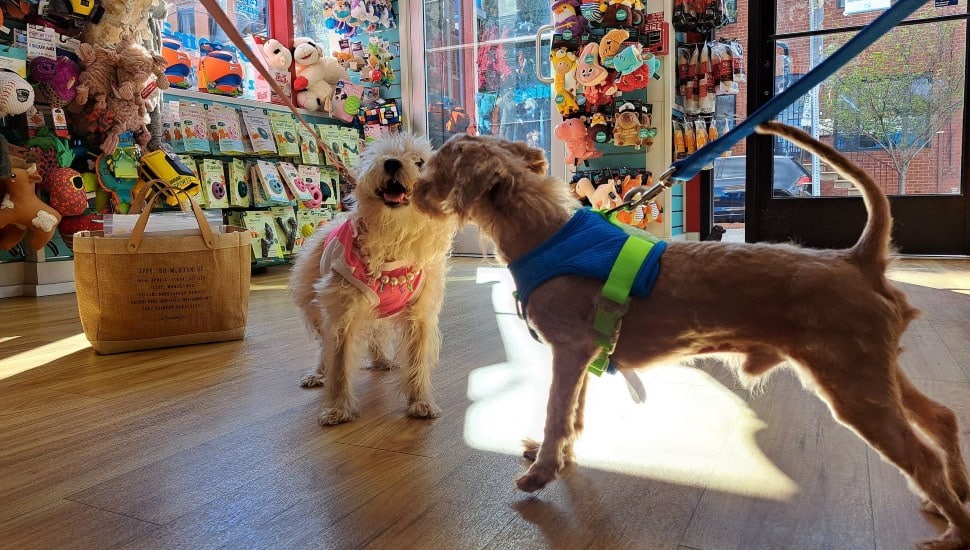 Two leashed dogs greet each other nose to nose inside a sunlit pet shop, one of the Philadelphia pet stores in this guide